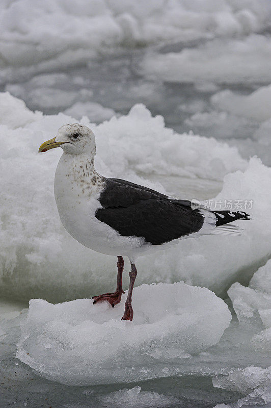 石板背鸥(Larus schistisagus)，是一种大型白头鸥。日本北海道，鄂霍次克海